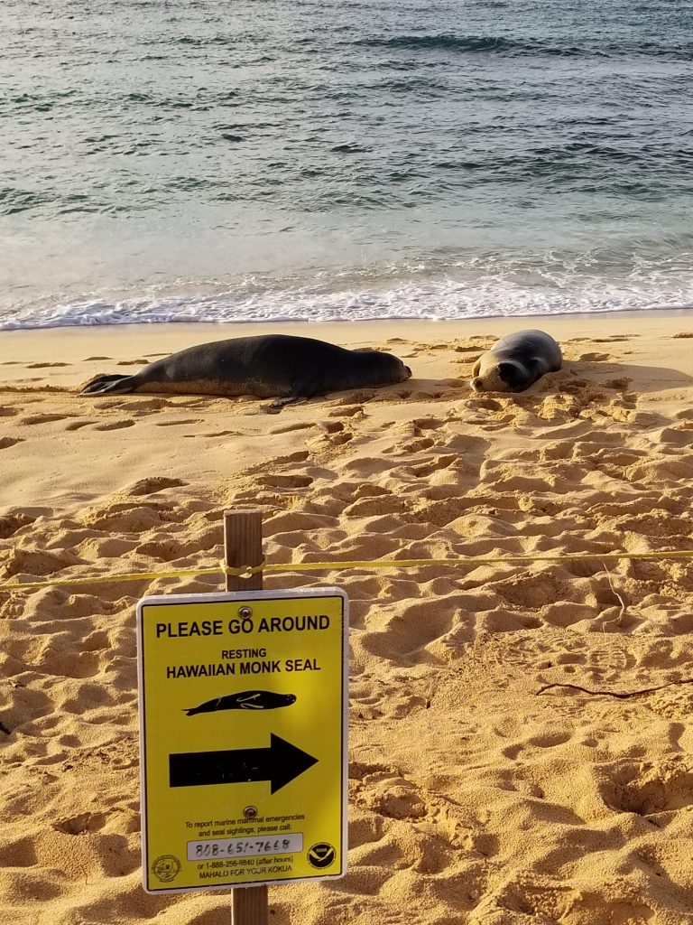 Monk seals resting in the sun
